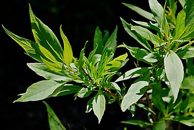 Chitalpa x tashkentensis - chitalpa taškentská x (katalpa obecná x pouštní vrba) - větévka s listy